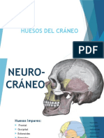 Huesos Del Cráneo