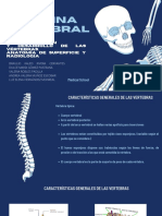 Columna Vertebral