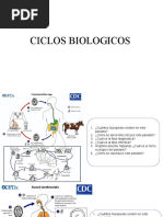 Ciclos Biologicos