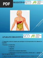 Aparato Digestivo - 22