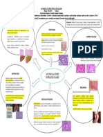 Acumulaciones Intracelulares 2