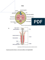 Banco de Imagenes PENE Histologia