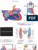 Sistema Cardiovascular