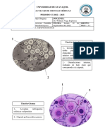 PRACTICA N°12 - DIBUJOS - CRYPTOCOCCUS CANDIDA MALASSEZIA TRICHOSPORON SACCHAROMYCES - Kevin Albuja