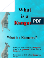 What Isa Kangaroo ?