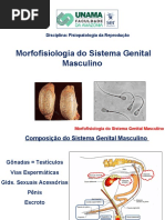 MORFO Ssistema Reprodutor MACHO