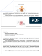 Anatomy and Physiology Digestive