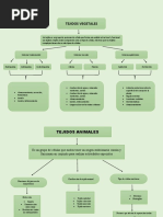 Mapa Conceptual Tejidos Vegetales 2