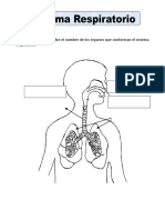 Ficha de Sistema Respiratorio para Primaria