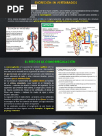 T - 3 - Excreción en Vertebrados - 4S