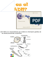 Extraccion de Adn Casero