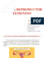 Sistema Rep Femenino