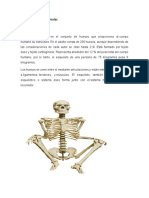 1.4 Sistema Osteoarticular