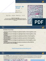 Practica 22. Sistema Endocrino