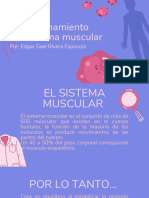 Exposicion Del Sistema Muscular