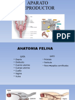 Fisiológia 2, Fisiológia de La Repro