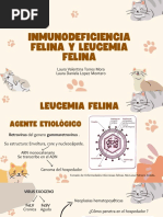 Inmunodeficiencia (Fiv) y Leucemia Felina