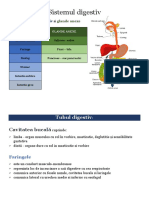 Sistemul Digestiv