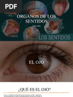 Órganos de Los Sentidos