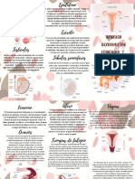 Aparato Reproductor Femenino y Masculino PDF