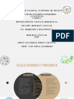 T1 - Diagrama de Venn - Células PDF