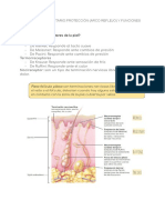 Sistema Tegumentario - Protección (Arco Reflejo) y Funciones