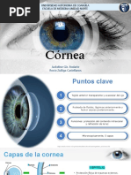 Cornea, Oftalmo 2023