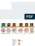 MITOSIS - Bio 1 ODL 20-21