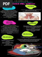 Fascias Del Cuello