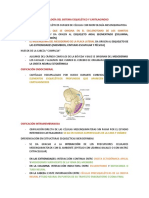 Embriología Del Sistema Esquelético y Cartilaginoso