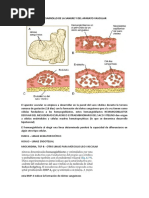 Desarrollo de La Sangre y Del Aparato Vascular