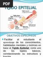 2.tejido Epitelial