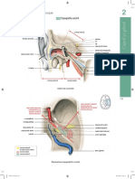 Pierre Kamina - Atlas de Anatomie-Ureche