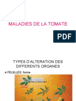 Maladies de Tomate