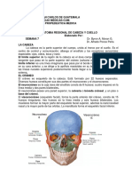 Cabeza y Cuello Documento de Apoyo Semana 7 2023 PDF