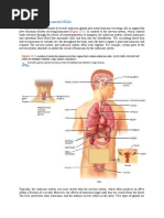 LMS Endocrine System