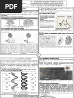 4expression de L Information Genetique Activites 1