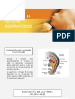 08 - Sistema Respiratorio