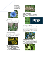 25 Plantas Medicinales Con Nombre Cientifico y Descripcion