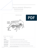 Anatomia Cam