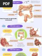 Anatomía Del Intestino Grueso