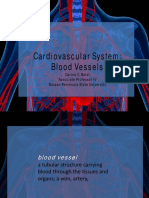 Chapter 14.1 - Cardiovascular System - Blood Vessels