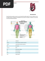 Dermatomas 120918024300 Phpapp01