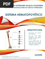 Sistema Hematopoyético.