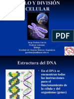 Ciclo y División Celular