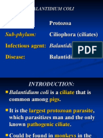 3.balantidium Coli