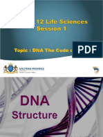 Dna Structure