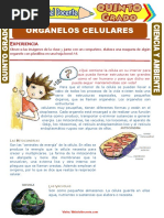 Organelos Celulares para Quinto Grado de Primaria