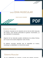 Sistema Muscular