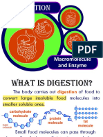 Digestive System